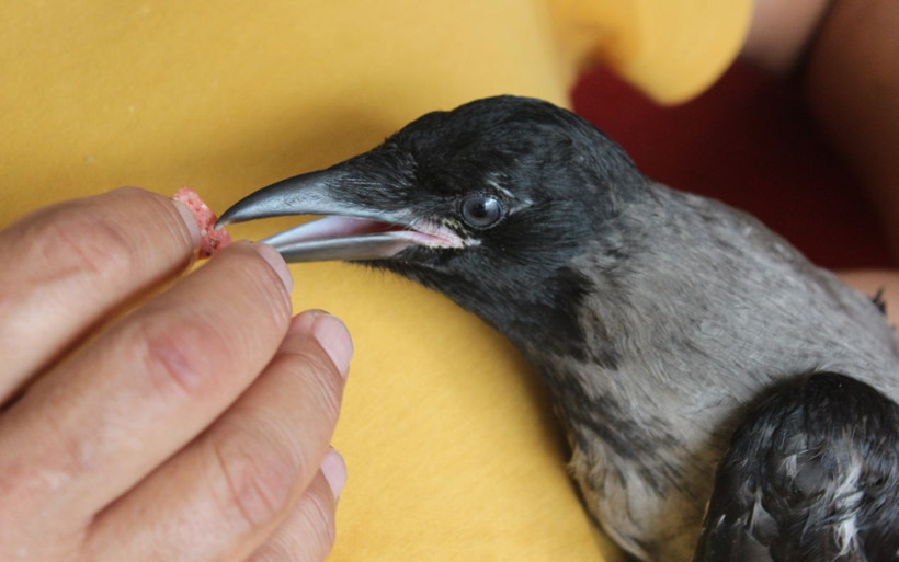 Kocaeli'de karganın başına gelmeyen kalmadı kelle paça ve sucukla besliyor - Resim: 2