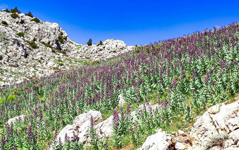 Kahramanmaraş'ta bulunan bu çiçeği koparana 62 bin lira ceza - Resim: 1
