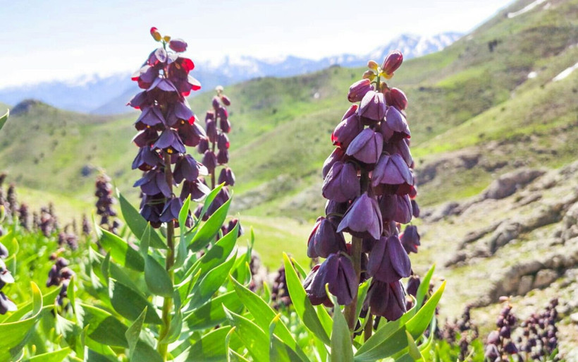 Kahramanmaraş'ta bulunan bu çiçeği koparana 62 bin lira ceza - Resim: 2