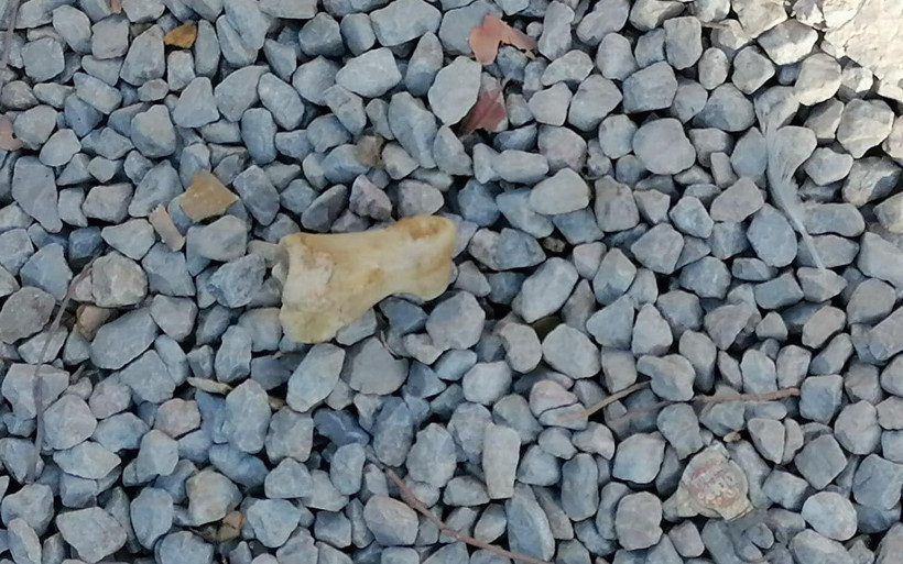 Bodrum'da köpeğin bulduğu kafatası ve kaval kemiği şok etti! Sırrı DNA testi çözecek - Resim: 2