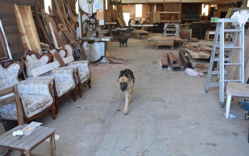 Bodrum'da köpeğin bulduğu kafatası ve kaval kemiği şok etti! Sırrı DNA testi çözecek - Resim: 1