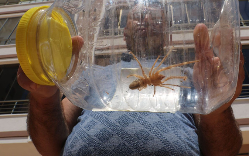 Sivas'ın korkulu rüyası ortaya çıktı! Sarıkız örümceği avıyla görüldü - Resim: 1