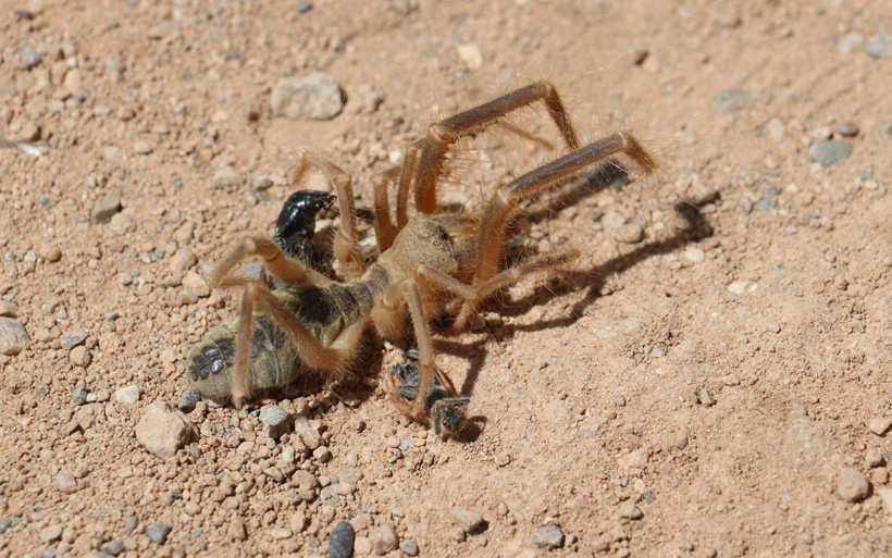 Sivas'ın korkulu rüyası ortaya çıktı! Sarıkız örümceği avıyla görüldü - Resim: 2