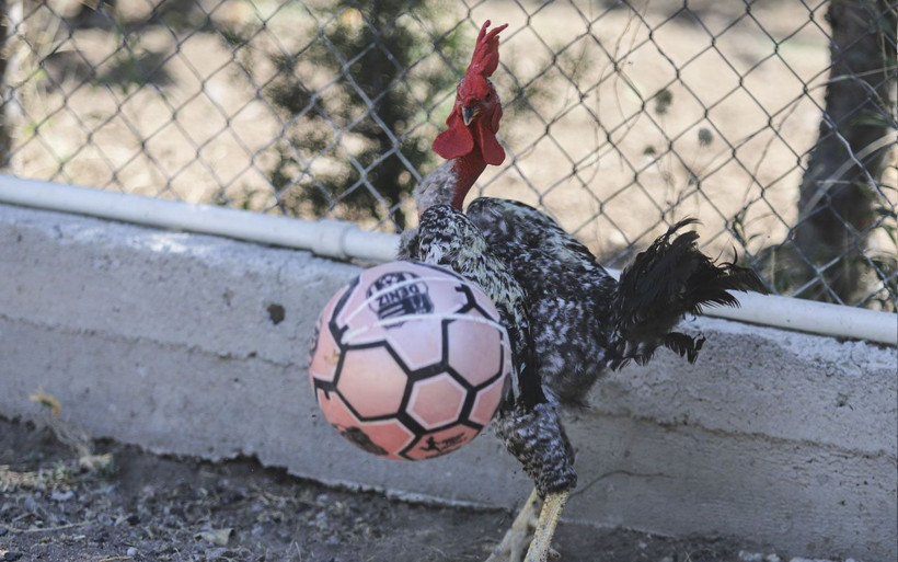Ankara'da horozların şaşırtan sevdası! Biri Maradona öbürü Taffarel - Resim: 1