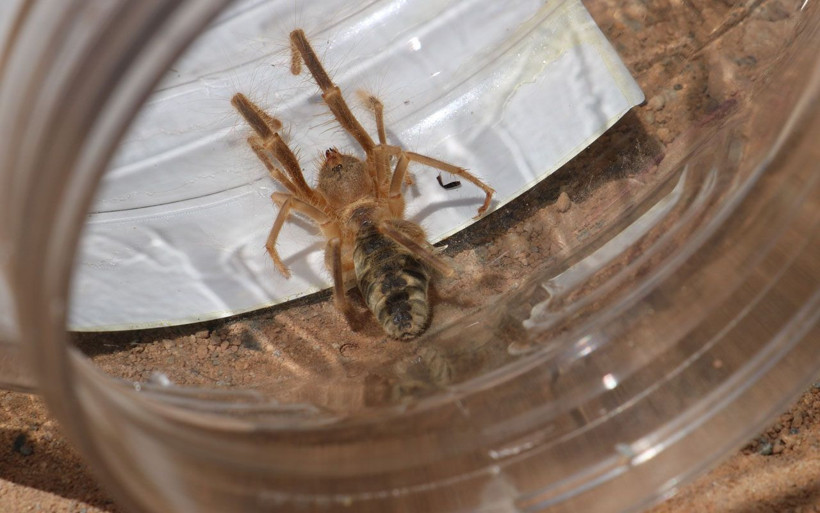 Sivas'ın korkulu rüyası ortaya çıktı! Sarıkız örümceği avıyla görüldü - Resim: 3