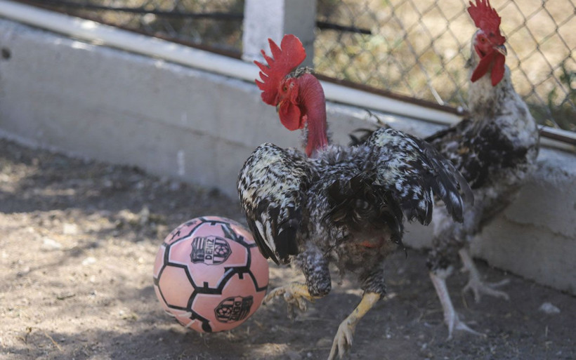 Ankara'da horozların şaşırtan sevdası! Biri Maradona öbürü Taffarel - Resim: 3