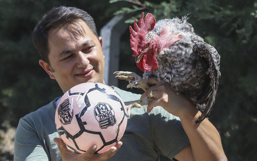 Ankara'da horozların şaşırtan sevdası! Biri Maradona öbürü Taffarel - Resim: 4