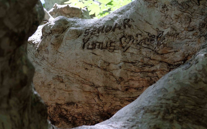 Konya'da 870 yıllık anıt ağaçlara yapılan saygısızlığa bak! Aşk sözlerinin esiri oldu - Resim: 2