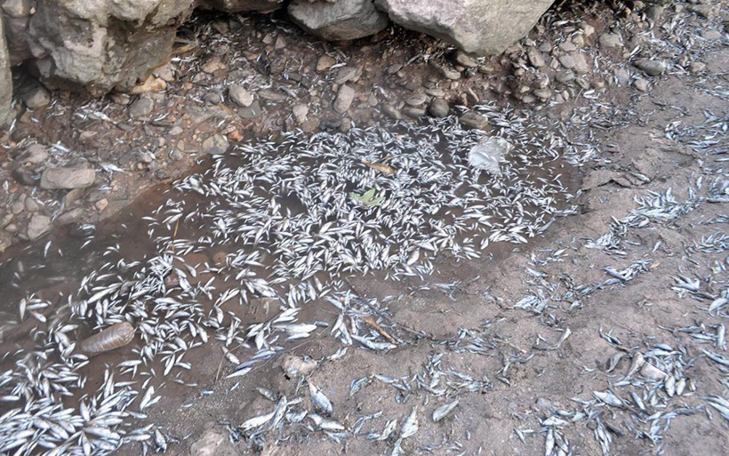 Manisa'da balık mezarından adım atacak yer kalmadı iki durum sebep oldu - Resim: 1