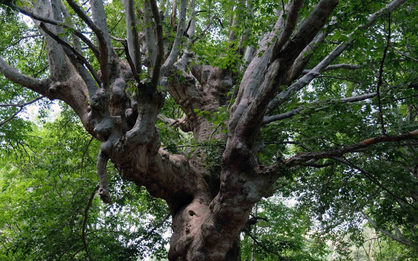 Konya'da 870 yıllık anıt ağaçlara yapılan saygısızlığa bak! Aşk sözlerinin esiri oldu - Resim: 1