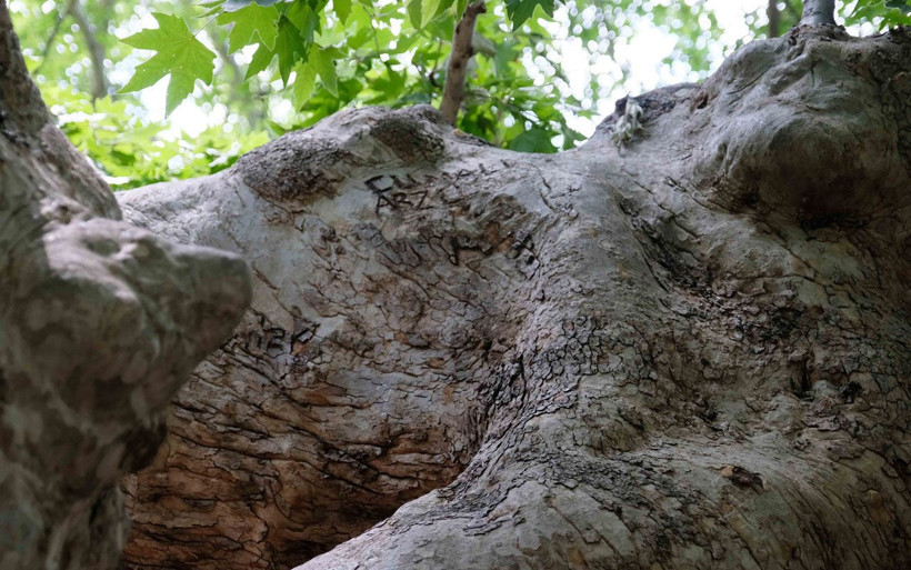 Konya'da 870 yıllık anıt ağaçlara yapılan saygısızlığa bak! Aşk sözlerinin esiri oldu - Resim: 4