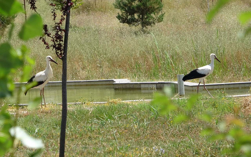 Van'da yavru yaban hayvanlarına kreş hizmeti - Resim: 4