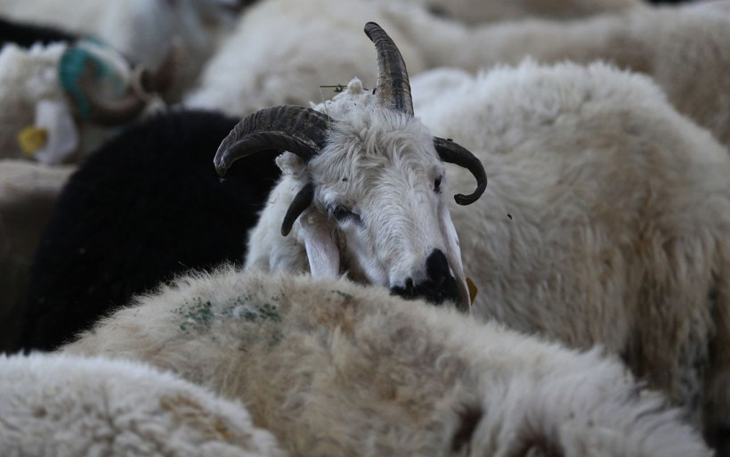 Bursa'da 4 boynuzu olan koçu gören şaşkınlığını gizleyemedi - Resim: 1