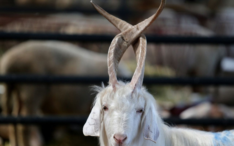 Bursa'da 4 boynuzu olan koçu gören şaşkınlığını gizleyemedi - Resim: 3