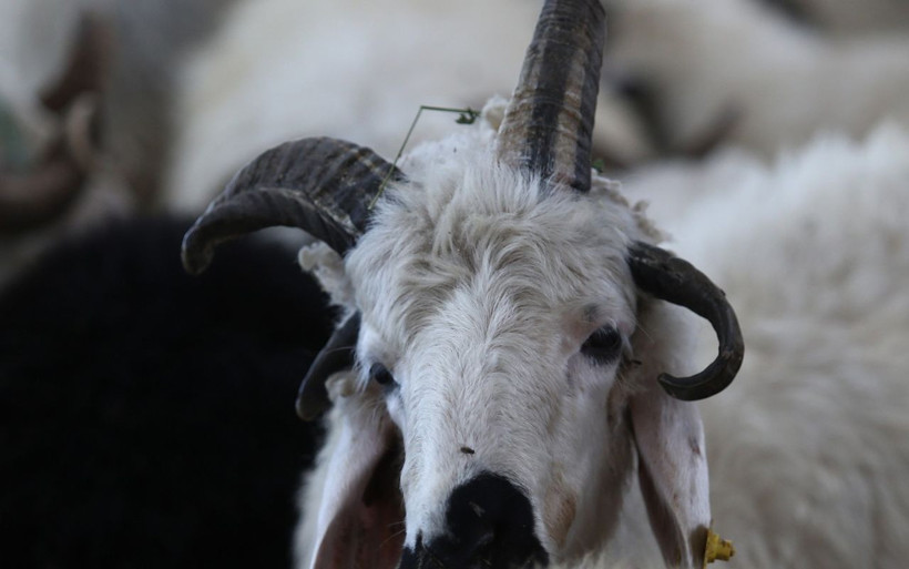 Bursa'da 4 boynuzu olan koçu gören şaşkınlığını gizleyemedi - Resim: 4