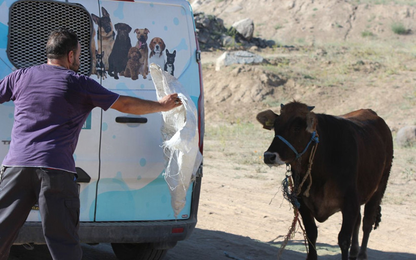 Kayseri'de kaçan kurbanlık zor anlar yaşattı! Gel kızım, gel... - Resim: 1