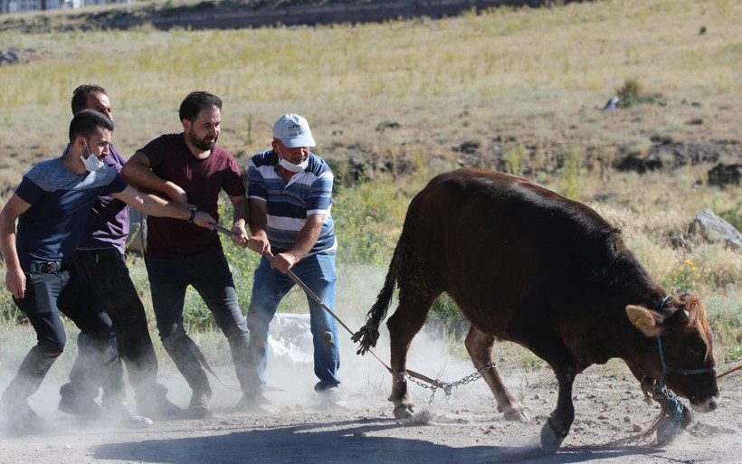 Kayseri'de kaçan kurbanlık zor anlar yaşattı! Gel kızım, gel... - Resim: 2