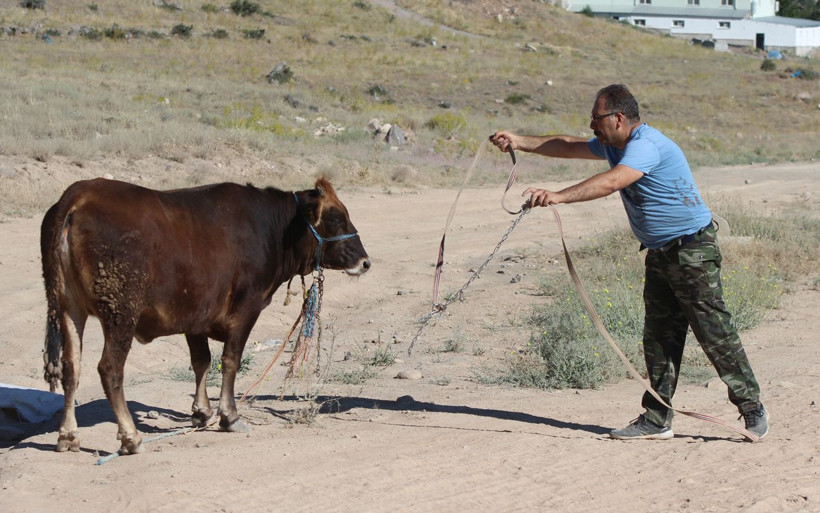 Kayseri'de kaçan kurbanlık zor anlar yaşattı! Gel kızım, gel... - Resim: 4