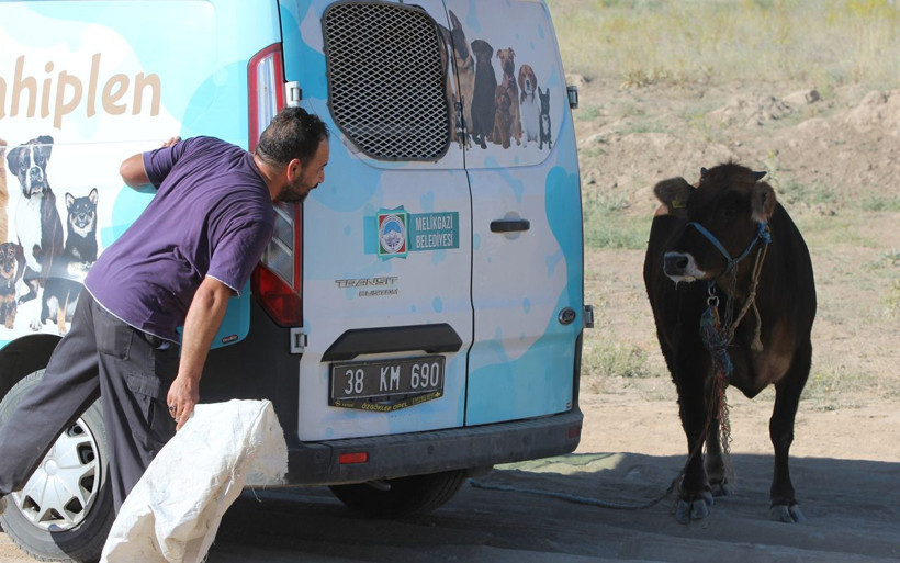 Kayseri'de kaçan kurbanlık zor anlar yaşattı! Gel kızım, gel... - Resim: 3