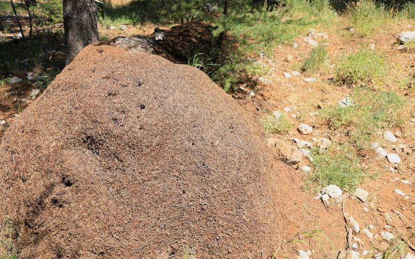 Antalya'da iyi ve kötülerin savaşı! Karıncalar kale kurdu ormanı savunuyor - Resim: 2