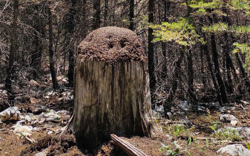 Antalya'da iyi ve kötülerin savaşı! Karıncalar kale kurdu ormanı savunuyor - Resim: 4