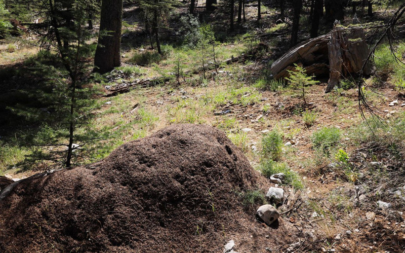 Antalya'da iyi ve kötülerin savaşı! Karıncalar kale kurdu ormanı savunuyor - Resim: 3