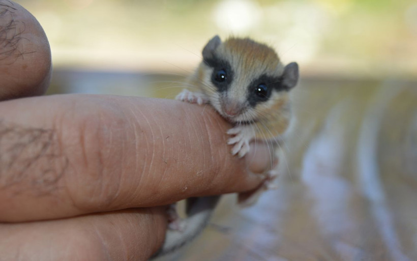 Afyonkarahisar'da bağ evinde bulundu ilk bakışta fare zannedildi - Resim: 2