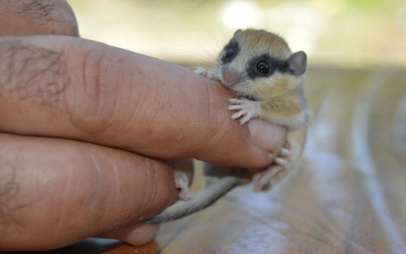 Afyonkarahisar'da bağ evinde bulundu ilk bakışta fare zannedildi - Resim: 3
