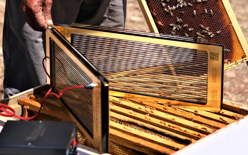 Manisa'da elektrik ustası arı zehiri sayesinde paraya para demiyor - Resim: 2