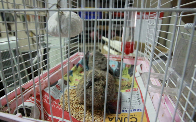 Kocaeli'de tamirci klimadan çıkanları görünce şoke oldu - Resim: 2