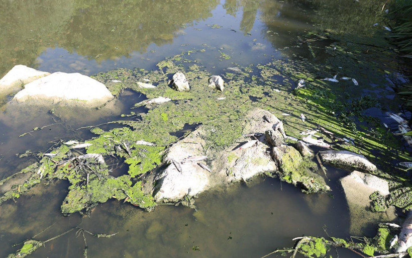 Muğla'da ürküten görüntüler! Yüzlerce balık toplu şekilde öldü - Resim: 4