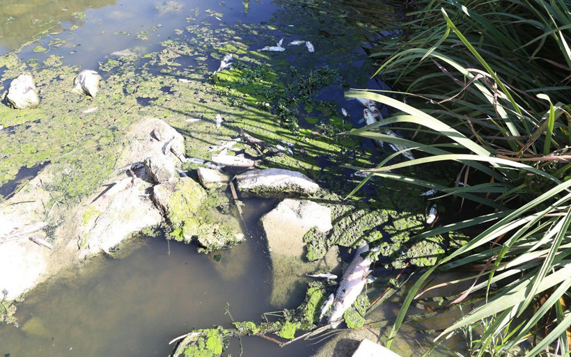 Muğla'da ürküten görüntüler! Yüzlerce balık toplu şekilde öldü - Resim: 3