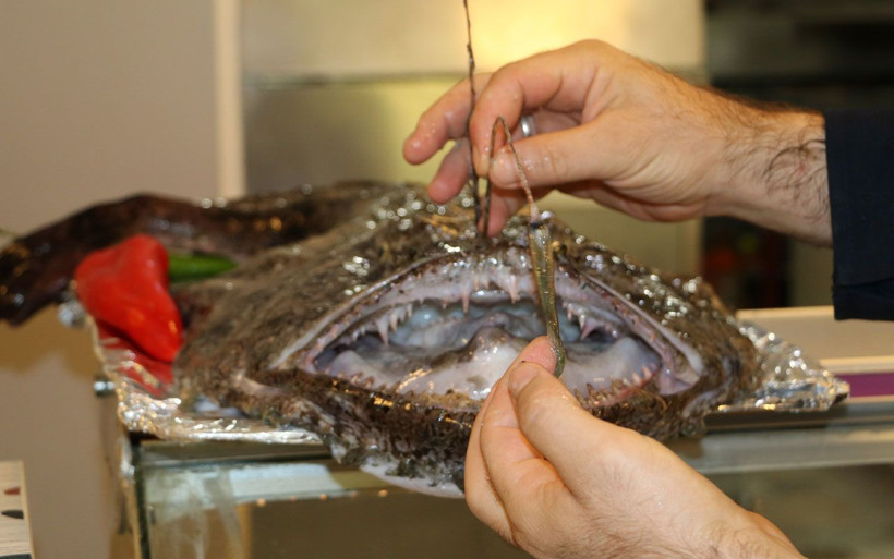 Rize'de balıkçılar şaşkına döndü olması gereken yerde değildi - Resim: 2