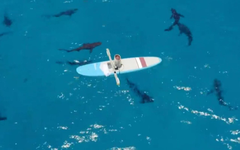 Okyanusta tehlikeli deney! Köpek balıkları insan kanına gelir mi? İşte cevabı - Resim: 4