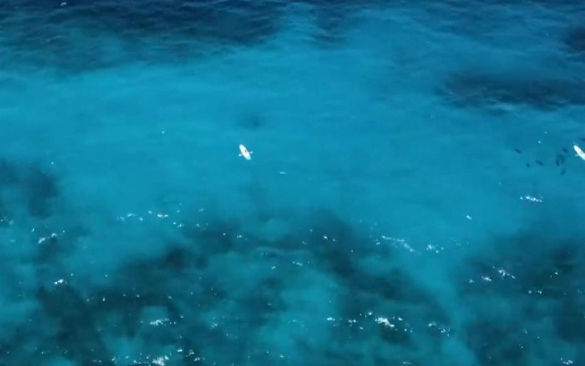 Okyanusta tehlikeli deney! Köpek balıkları insan kanına gelir mi? İşte cevabı - Resim: 1