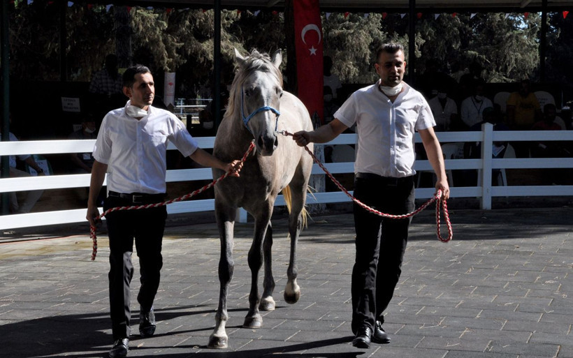 Bursa'da Safkan Arap taylarına yoğun ilgi 3 milyon liraya satıldı - Resim: 3