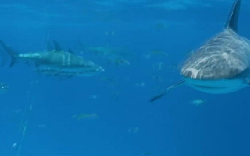 Okyanusta tehlikeli deney! Köpek balıkları insan kanına gelir mi? İşte cevabı - Resim: 2