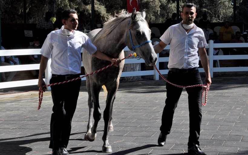 Bursa'da Safkan Arap taylarına yoğun ilgi 3 milyon liraya satıldı - Resim: 1