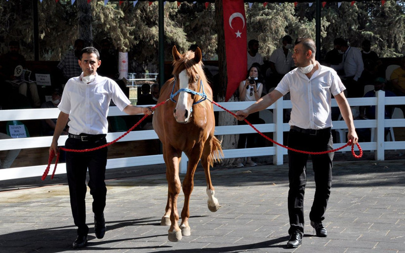Bursa'da Safkan Arap taylarına yoğun ilgi 3 milyon liraya satıldı - Resim: 2