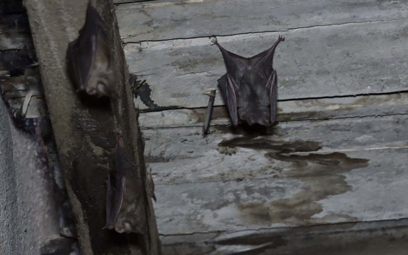 Hakkari herkesin ödünü koparttı! Koronavirüs kaynağı yarasalar sardı - Resim: 3