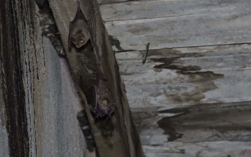 Hakkari herkesin ödünü koparttı! Koronavirüs kaynağı yarasalar sardı - Resim: 4