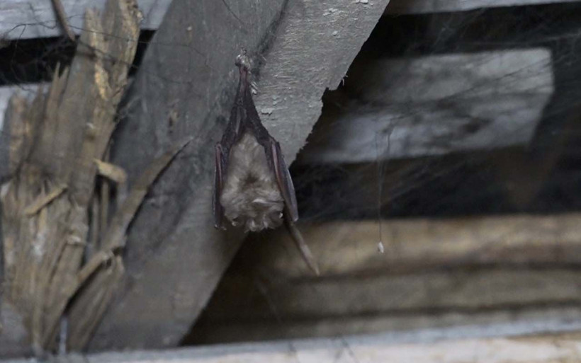 Hakkari herkesin ödünü koparttı! Koronavirüs kaynağı yarasalar sardı - Resim: 1