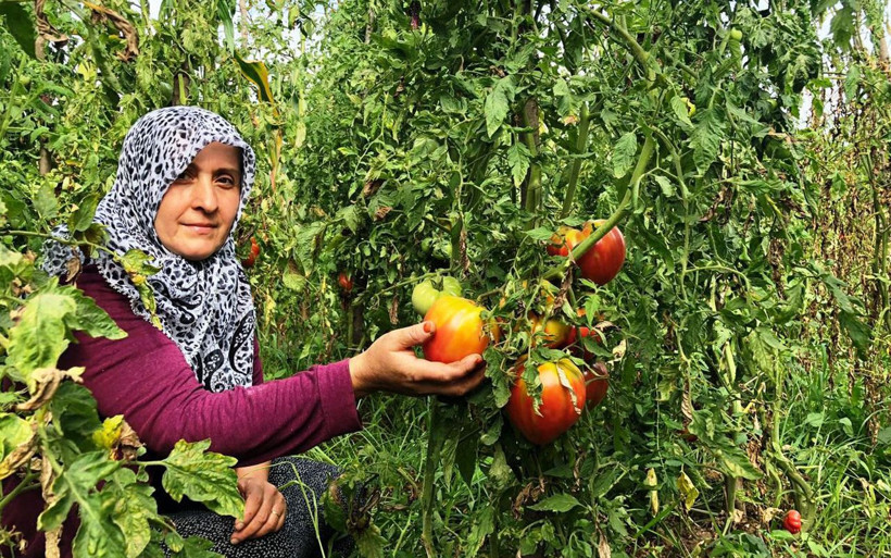 Sakarya'da yılın domates rekoru! Ata tohumu tartıda fena bastı - Resim: 4