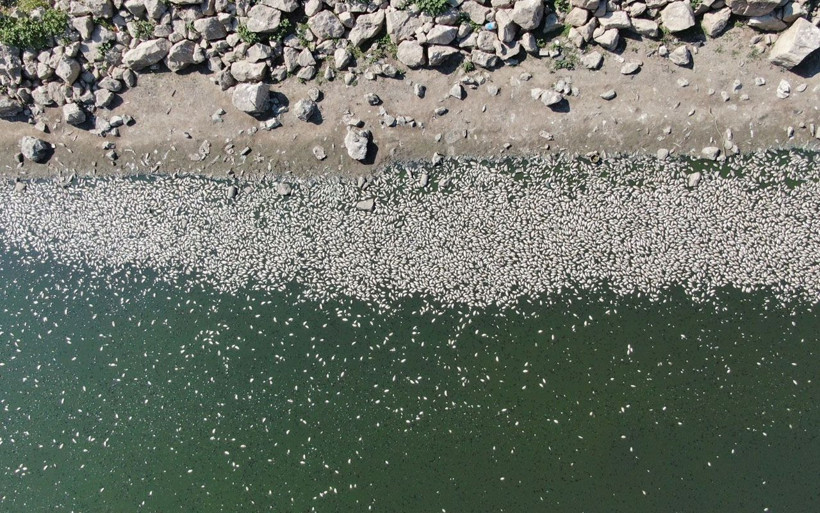 Bursa'da çevre felaketi! Binlerce balık telef oldu - Resim: 1
