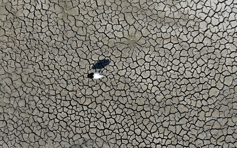 Bursa'da çevre felaketi! Binlerce balık telef oldu - Resim: 4