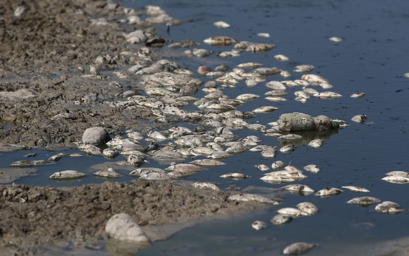 Bursa'da çevre felaketi! Binlerce balık telef oldu - Resim: 2