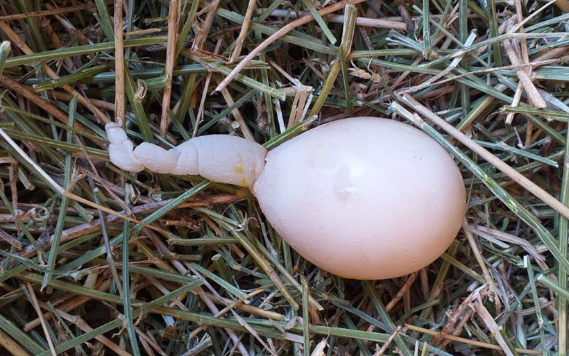 Tokat kuyruklu yumurta köylüler gördüklerine inanamadı - Resim: 1