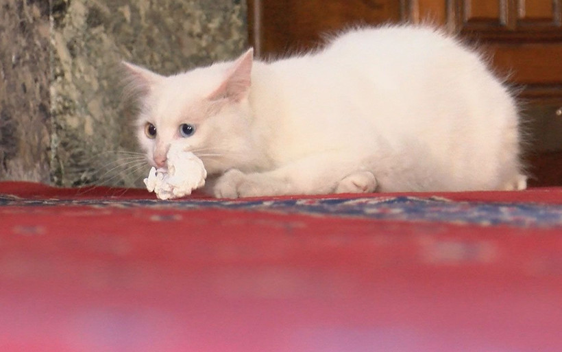 Ayasofya'nın kedisi Gli'ye Ankara'dan arkadaş geldi - Resim: 3