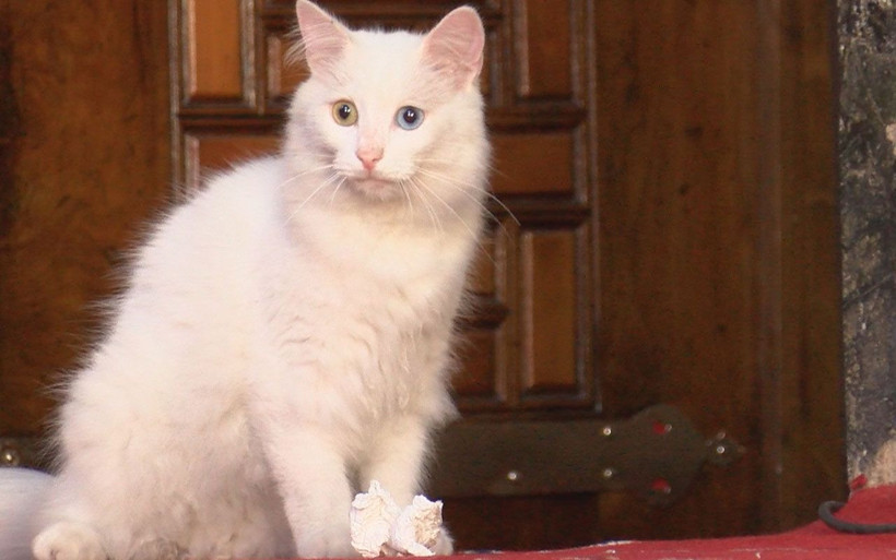 Ayasofya'nın kedisi Gli'ye Ankara'dan arkadaş geldi - Resim: 2