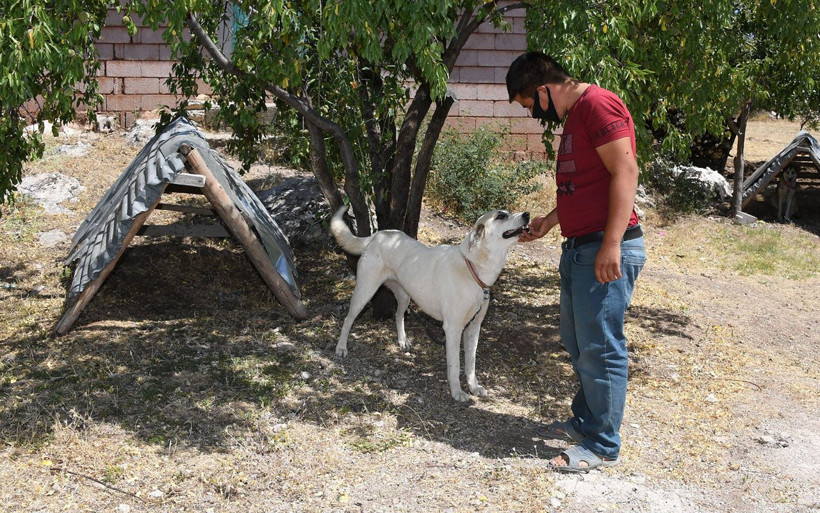 Konya'da köpekler için aylık 125 lira bakım ücreti ve mama yardımı - Resim: 1